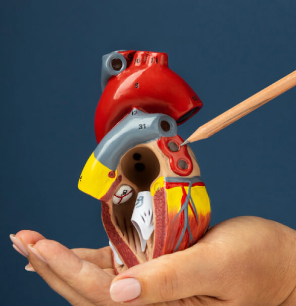 heart-image